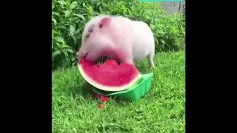 小猪吃瓜了吗