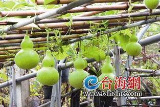 吃货吃葫芦瓜视频,吃货眼中的清新美味探索