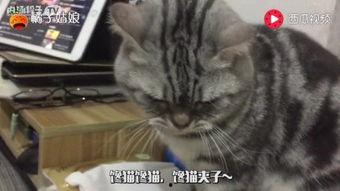 小甜猫吃瓜,小甜猫的瓜田奇遇记