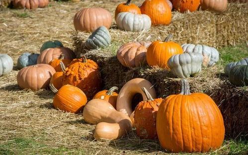 吃瓜群众小粉,揭秘吃瓜群众的趣味生活