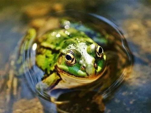 青蛙买孩子吃瓜,一场荒诞的寓言之旅