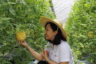 吃青州瓜,探寻山东特色水果的魅力