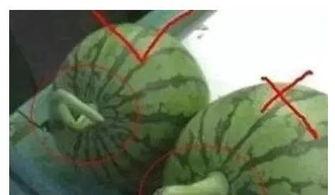 西瓜视频为什么叫吃瓜,揭秘“吃瓜”一词在西瓜视频中的独特魅力