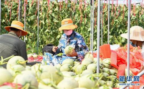 田间地头吃瓜特效