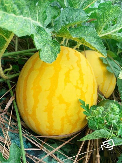 湖南实习吃瓜,一场别开生面的“吃瓜”体验