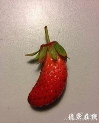 香蕉茄瓜怎么吃,创意烹饪新体验