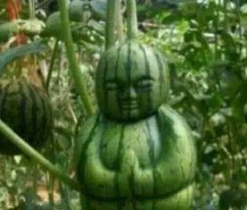 专业超级吃瓜论坛,热门话题背后的真相与笑料