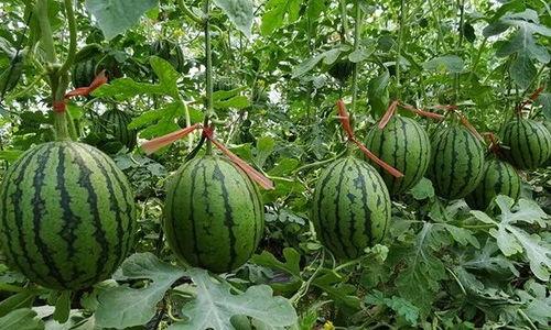 吃瓜还得吃开封西瓜的说说