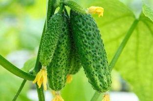 河北燕山51吃瓜,揭秘当地特色美食背后的故事