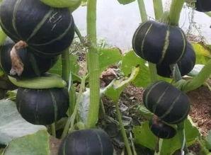 奇特的瓜怎么吃,探索异域瓜果的独特食用之道