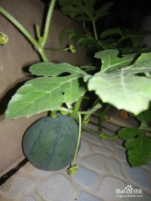 什么瓜专门吃籽,揭秘专吃瓜籽的独特风味