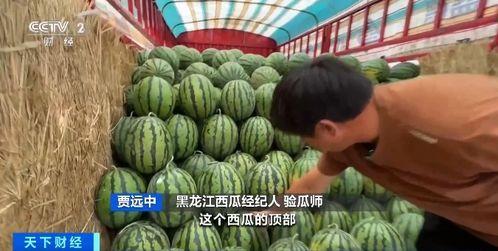 梨园春吃瓜,一场别开生面的吃瓜盛宴